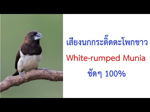 เสียงนกกระติ๊ดตะโพกขาว White-rumped Munia Lonchura striata 2021