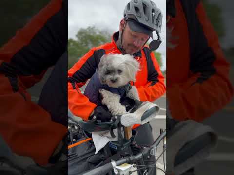 Biking with a senior #dog and a quick stop at #Starbucks for a #pappuccino.