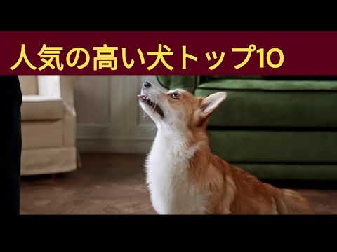 知らないと損する！世界で人気の犬トップ10