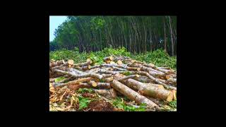 save Tree# save life# plantation save world 🙏🙏save earth 🌎🌎save environment