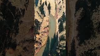 Montana Fall  #406life #drone #montana #scenary #fallcolors #short #dronephotography #droneview