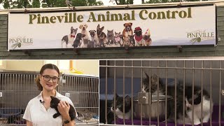 Kaylee's Cat Corner: Episode 15