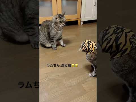 ミニラム対決ふたたび#cat #ねこ #猫のいる暮らし #ねこ部 #猫のいる生活 #猫 #猫動画 #猫好きさんと繋がりたい
