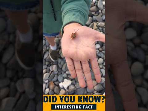 Can Snails Really Sleep for 3 Years? Nature’s Deepest Nap Explained