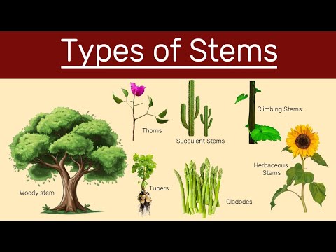 Different types of stems, Types of stems, Classification of stems.