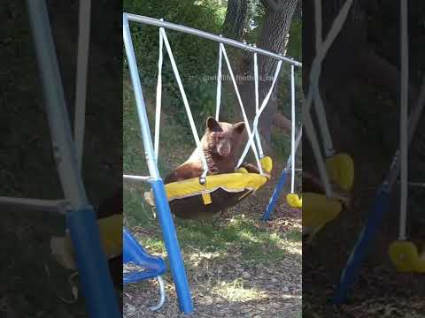 The Way He Looks at the Camera, Waiting for Someone to Push Him🐻😁