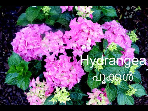വീട്ടിലെ Hydrangea പൂക്കൾ! / Home gardening - San Jose, California. | USA Malayalam vlog