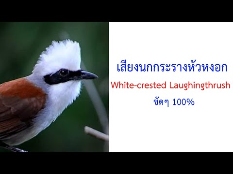 เสียงนกกระรางหัวหงอก White-crested Laughingthrush (Garrulax leucolophus) 2021