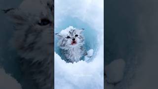 Tiny Kitten Fight for Life 💔 | Heart-Touching Rescue Story #shorts #kitten #cat #animals