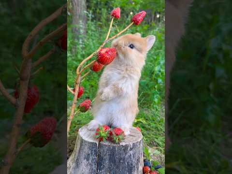 Adorable Bunny Loves Strawberries 🍓 | Cutest Moment Ever! #trending #shorts #youtubeshorts