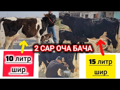 2- САР ОЧА БАЧА ЭЛИТА 15 ЛИТР ШИР 11-МАРТ 2025Г