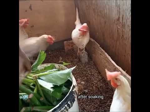 Cocoyam (Taro) leaves as a supplement for quality eggs || Chickens love greens as a treat