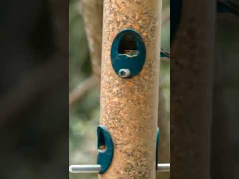 exiting birds nest