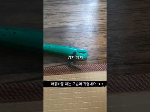 이거 뭐고? 괴물? #일상 #브이로그 #생명