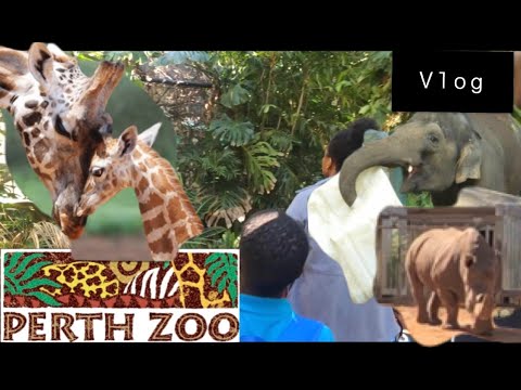 PERTH ZOO 2020 VLOG| Nashe weki