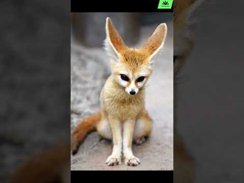 The Ultimate Cute Animal Showdown!