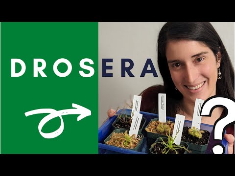 Unboxing 5 Mystery Sundews 🌱 PLUS Drosera Potting Instructions and Care Tips