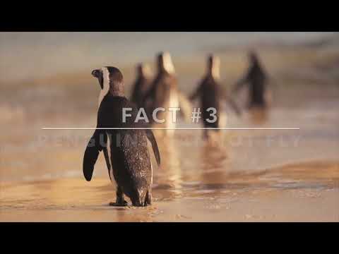 5 Amazing Penguin Facts You Didn't Know!