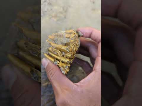 digging for gold on the riverbank #goldhunter #minergold