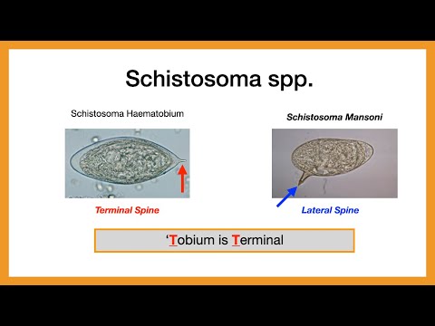 Trematodes (flukes)