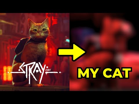 Turning My Cat Into the Cat From Stray