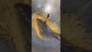 eid special//jorda shemai #shemai #food #cooking #recipe #eid