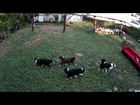 2 Nephews Playing with 6 Border Collies in Sheboygan