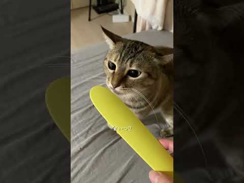 ねこじゃすりって知ってます？？　#猫 #cat