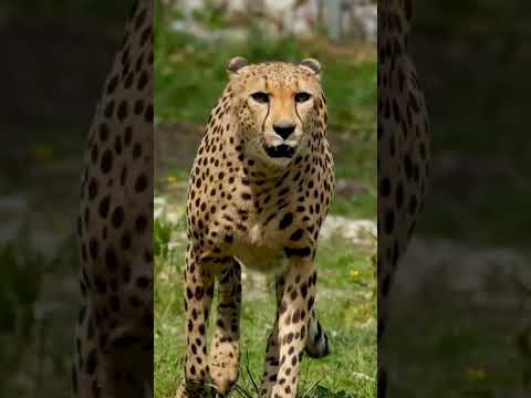 India eagerly awaits the arrival of Cheetahs from Namibia!#CheetahIsBack