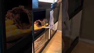 Feeding My Massive Reticulated Python! 🤩🐍  #wildlife #snake #shorts