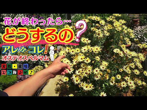 花後大事な局面！【オステオスペルマム】来年沢山の花草姿を良くする為には今が局面を迎えています実際に育てたハナボンが大事な作業2ポイントお話します【ガーデニング】植え方.育て方.そだち方【園芸】