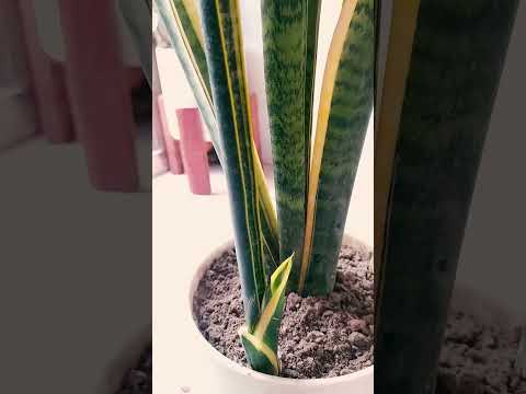 Snake plant rapid care #plantcare  #houseplants  #viral  #plants  #shorts  #snakeplant