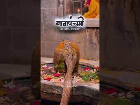 नमो नमो नमो नमो 🙏|नागपंचमी की हार्दिक शुभकामनायें 🎊|#naagpanchami |#sawanspecial |#trendingshorts