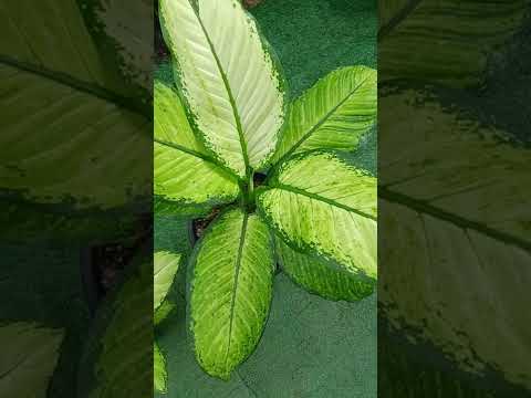 Dieffenbachia Rudolph Roehres ต้นสุขเสมอ