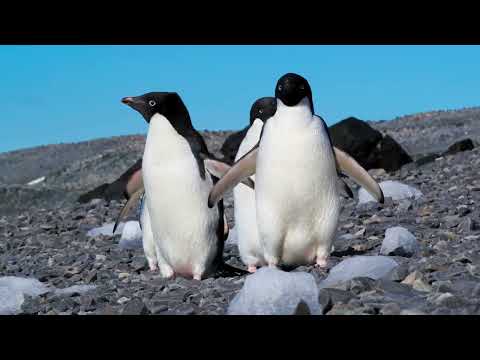 Piano Relaxing Music - @misoothingrelaxation1960