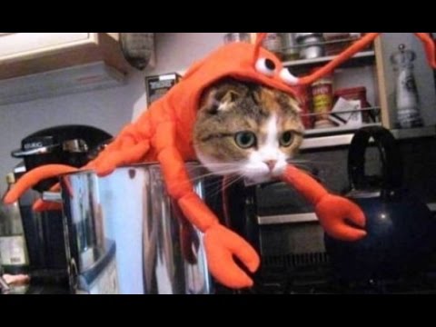 CRAYFISH vs CAT　＊Funny Battle＊　ザリガニvs猫