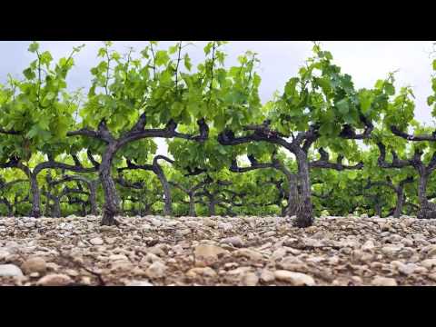Discover Stellenbosch wines - VINOA