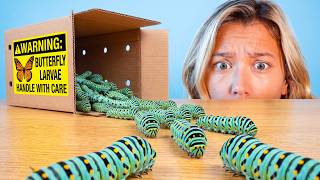 Raising 1,000 Caterpillars (They Turn to Goo)