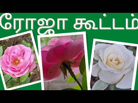 ரோசு ரோசு ரோசு அழகான ரோசு நீ | Roses in my garden