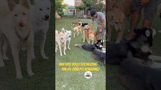 Dog Socialization Fun 🐾 Multiple Dogs Playing at Oma Pet Boarding!