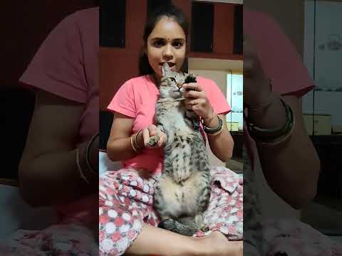 Meet my playful furball, whiskers and all! 😺 #Cutecats