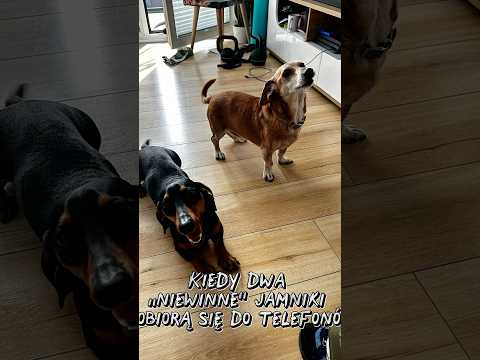Rudzik przejął konto, a jego kumpel Ron szybko to zauważył! 🤭 #funnydog #funnyvideo #dog