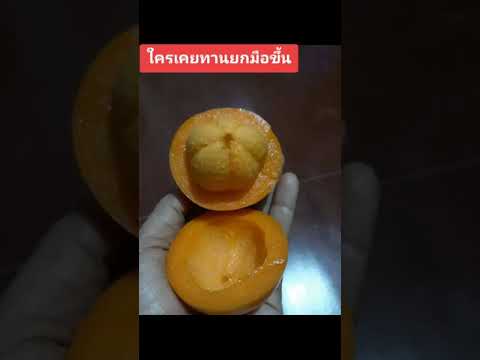มะพูดไม้โบราณที่น้อยคนจะรู้จัก
