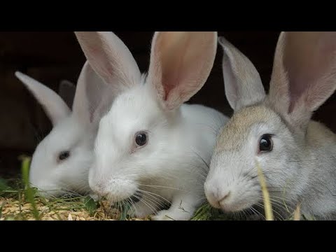 Bun buns