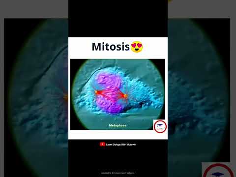 Mitosis #cytology #short