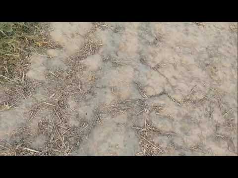 , Rajasthani DJ Kacchi Sadak hai