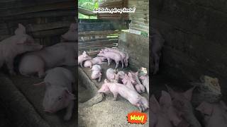 Antataba, pde ng ibenta! #shorts #reels #fyp #shortsfeed #pigs #happyminds #animals