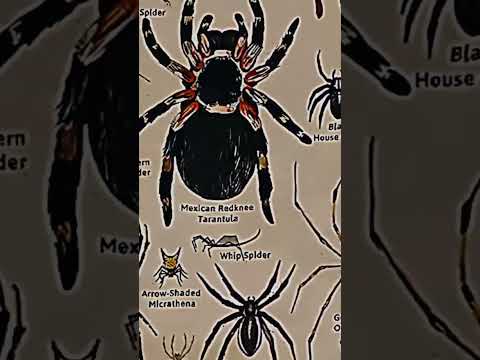 TYPES OF SPIDERS|PEACOCK SPIDER|PART-11|#creature#spider@LIKEMYTH@tseries@MrBeast@Mythpat