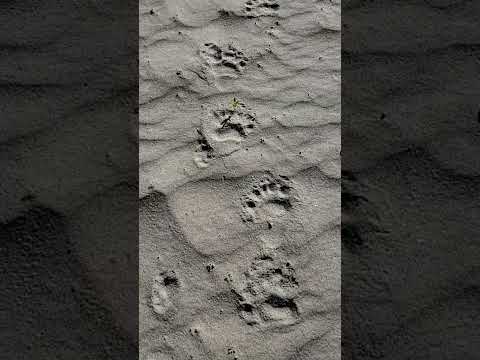 Following Fresh Bear Tracks as we Walk into our Gold Claim