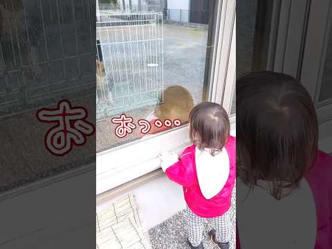 《1歳7ヶ月》犬と僕　方言もついつい出ちゃうんだ#日常#成長#子供#1歳児 #shortvideo#癒し#癒し#あかちゃんのいる生活#ショート#育児#short#shorts#赤ちゃん#親子#成長記録